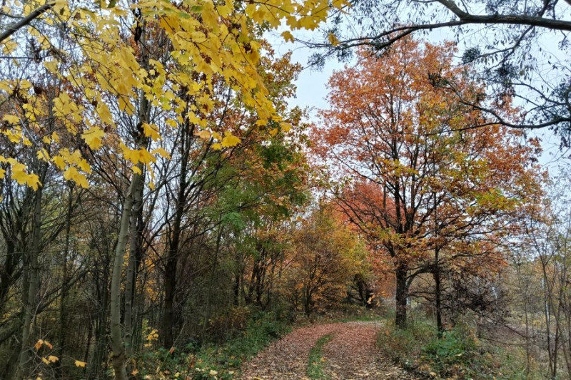 zdjęcie wyróżniające Drewno emituje nawet 1800 razy mniej CO₂ niż stal